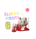キンクマハムスター#年末年始きなさん（個別スタンプ：1）