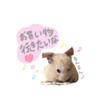 キンクマハムスター#年末年始きなさん（個別スタンプ：13）