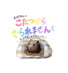 キンクマハムスター#年末年始きなさん（個別スタンプ：18）