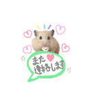 キンクマハムスター#年末年始きなさん（個別スタンプ：24）