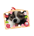 あけおめきりぼん（個別スタンプ：21）
