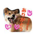 芝犬ゴンちゃん♂（個別スタンプ：1）