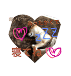 芝犬ゴンちゃん♂（個別スタンプ：2）