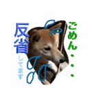 芝犬ゴンちゃん♂（個別スタンプ：3）