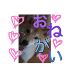 芝犬ゴンちゃん♂（個別スタンプ：4）