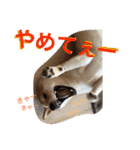 芝犬ゴンちゃん♂（個別スタンプ：6）