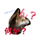 芝犬ゴンちゃん♂（個別スタンプ：7）