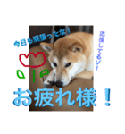 芝犬ゴンちゃん♂（個別スタンプ：8）