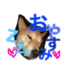 芝犬ゴンちゃん♂（個別スタンプ：9）