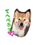 芝犬ゴンちゃん♂（個別スタンプ：10）