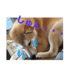 芝犬ゴンちゃん♂（個別スタンプ：11）