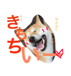 芝犬ゴンちゃん♂（個別スタンプ：12）