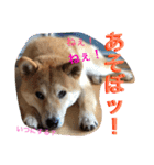 芝犬ゴンちゃん♂（個別スタンプ：13）