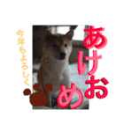 芝犬ゴンちゃん♂（個別スタンプ：16）