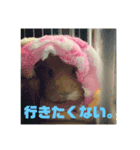 モルモット ななちゃん（個別スタンプ：3）
