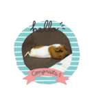 モルモット ななちゃん（個別スタンプ：11）