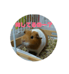 モルモット ななちゃん（個別スタンプ：13）