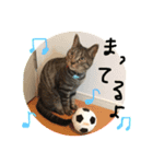 ごまさんスタンプ①（個別スタンプ：5）