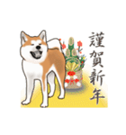 秋田犬の年末年始スタンプ（個別スタンプ：2）