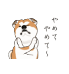 秋田犬の年末年始スタンプ（個別スタンプ：23）