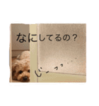 ぶるちゃんスタンプ（個別スタンプ：10）