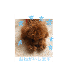 ぶるちゃんスタンプ（個別スタンプ：14）