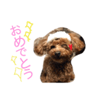 ぶるちゃんスタンプ（個別スタンプ：16）