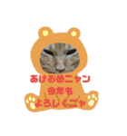 我が家のニャンコ喜怒哀楽スタンプです♪（個別スタンプ：1）