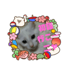 我が家のニャンコ喜怒哀楽スタンプです♪（個別スタンプ：2）