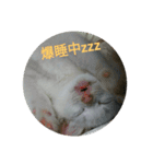 我が家のニャンコ喜怒哀楽スタンプです♪（個別スタンプ：5）