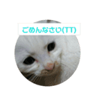 我が家のニャンコ喜怒哀楽スタンプです♪（個別スタンプ：7）