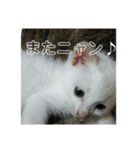 我が家のニャンコ喜怒哀楽スタンプです♪（個別スタンプ：9）