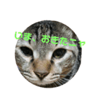 我が家のニャンコ喜怒哀楽スタンプです♪（個別スタンプ：11）