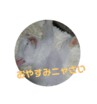 我が家のニャンコ喜怒哀楽スタンプです♪（個別スタンプ：14）