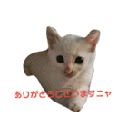 我が家のニャンコ喜怒哀楽スタンプです♪（個別スタンプ：18）