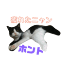 我が家のニャンコ喜怒哀楽スタンプです♪（個別スタンプ：20）