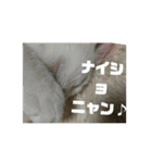 我が家のニャンコ喜怒哀楽スタンプです♪（個別スタンプ：22）
