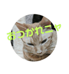 我が家のニャンコ喜怒哀楽スタンプです♪（個別スタンプ：23）