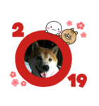 2019年 柴犬マメ郎(亥年)（個別スタンプ：1）