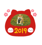 2019年 柴犬マメ郎(亥年)（個別スタンプ：2）