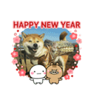 2019年 柴犬マメ郎(亥年)（個別スタンプ：3）