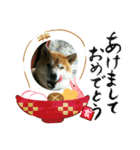 2019年 柴犬マメ郎(亥年)（個別スタンプ：5）