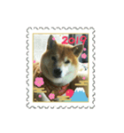 2019年 柴犬マメ郎(亥年)（個別スタンプ：7）