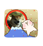 2019年 柴犬マメ郎(亥年)（個別スタンプ：10）