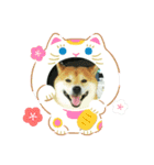 2019年 柴犬マメ郎(亥年)（個別スタンプ：11）