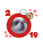 愛犬の明けましておめでとう（個別スタンプ：2）