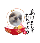 愛犬の明けましておめでとう（個別スタンプ：6）