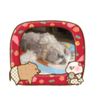 愛犬の明けましておめでとう（個別スタンプ：10）