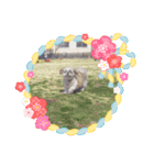 愛犬の明けましておめでとう（個別スタンプ：12）