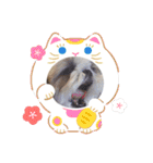 愛犬の明けましておめでとう（個別スタンプ：13）